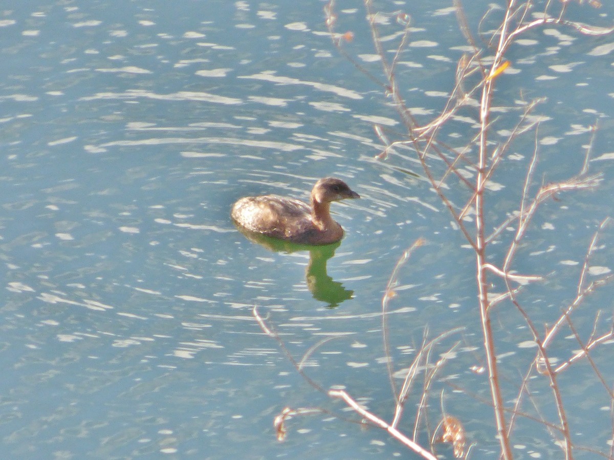 Pied-billed Grebe - ML68543071