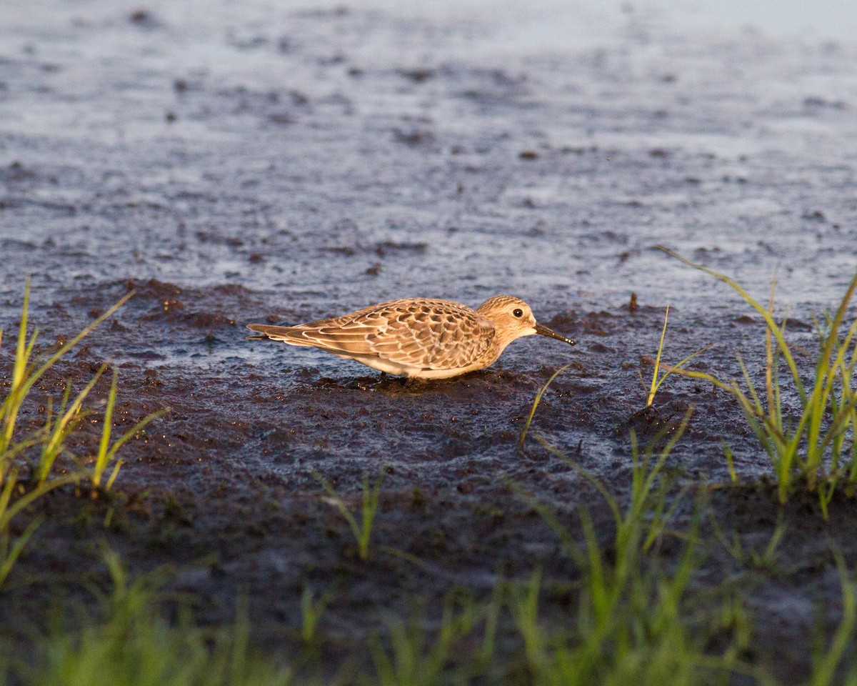 Baird's Sandpiper - ML68543371