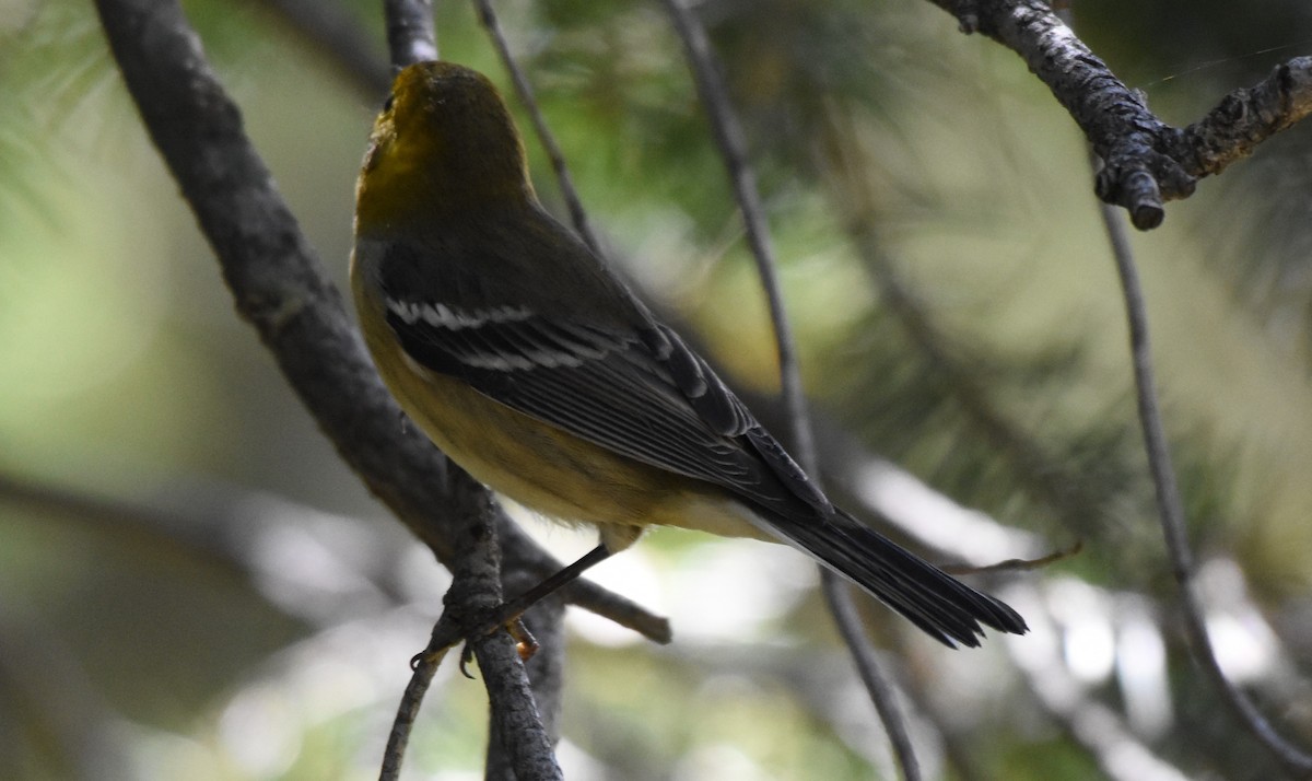 Hermit Warbler - ML68549141