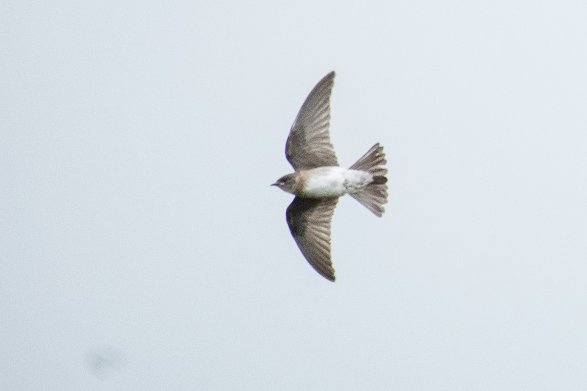 Northern Rough-winged Swallow - ML68550391