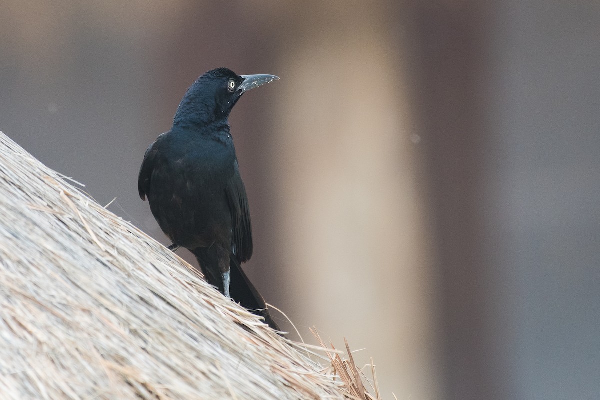 Great-tailed Grackle - ML68550631