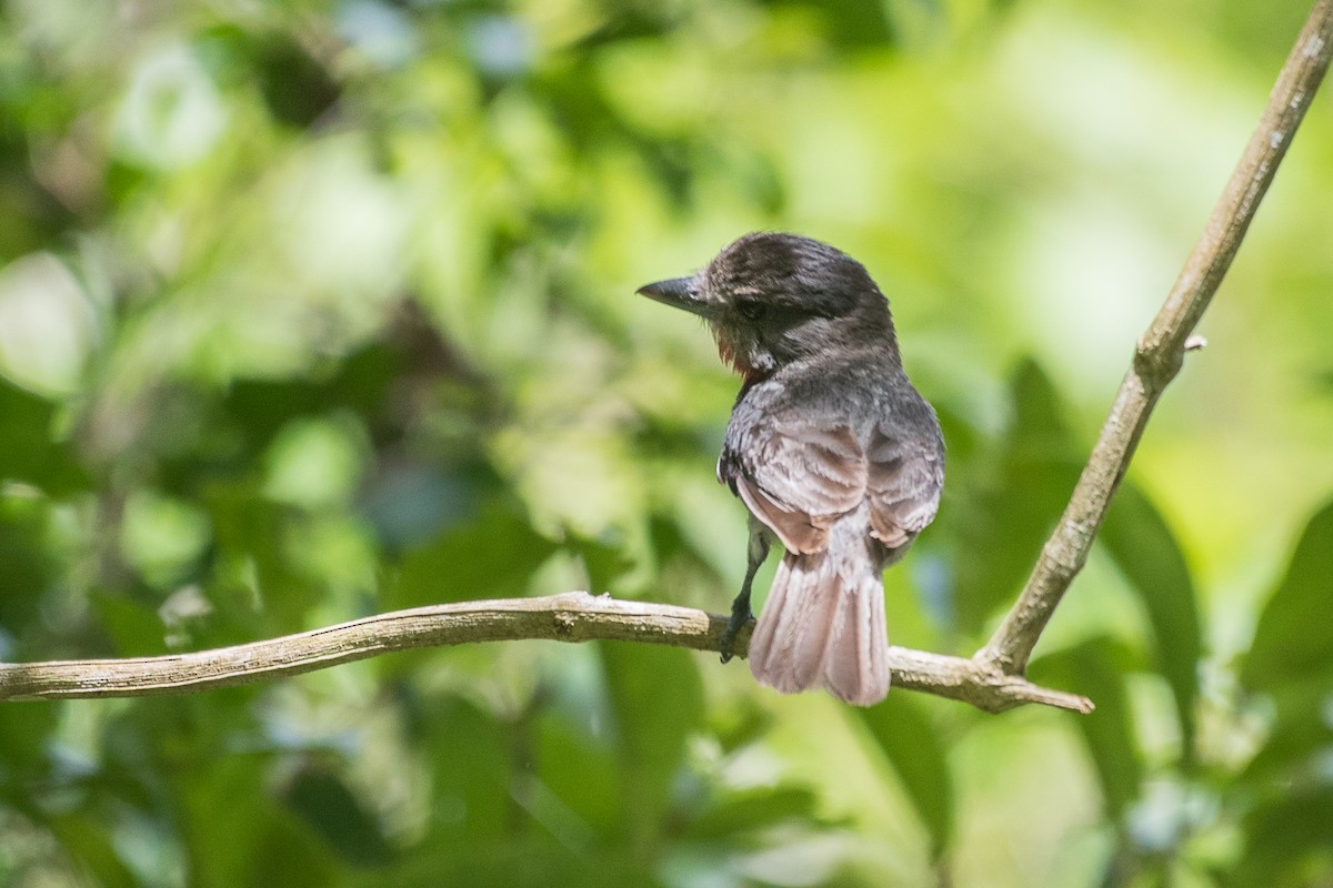 Rose-throated Becard - ML68551541