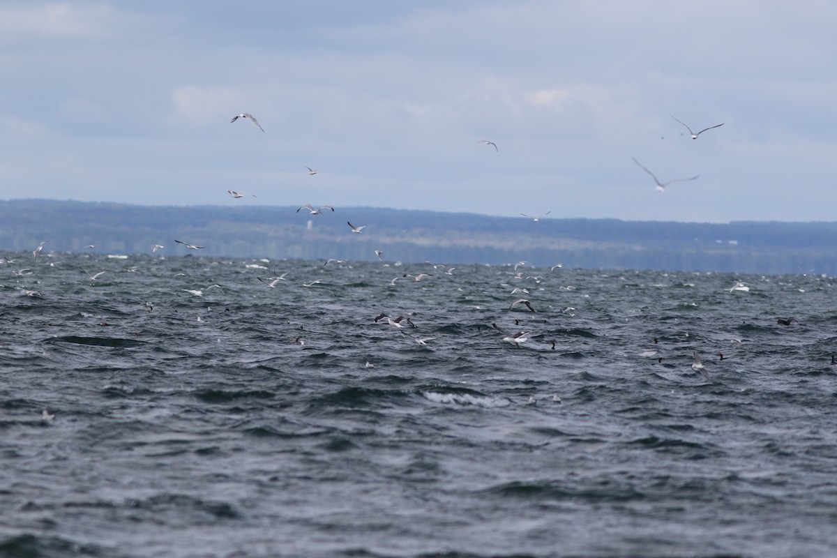 Great Black-backed Gull - ML68551611