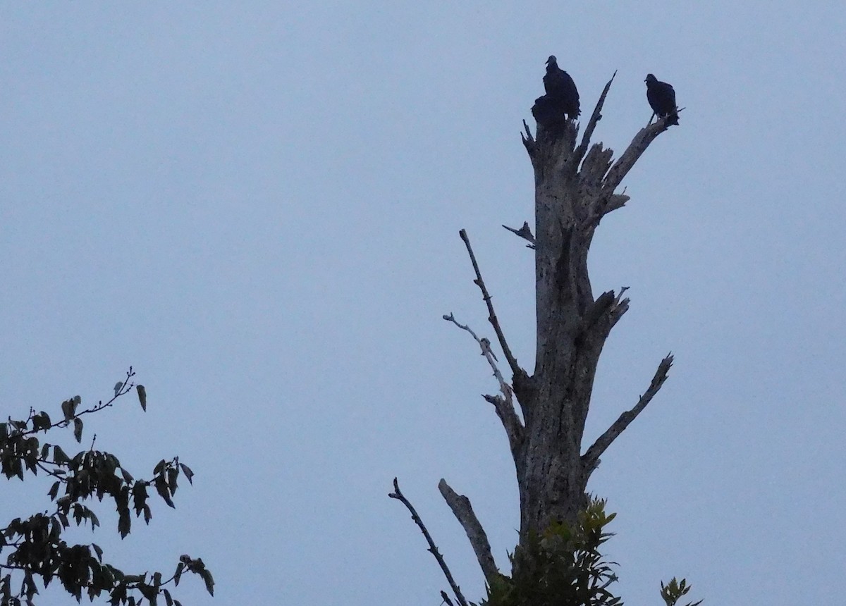 Black Vulture - ML68551771