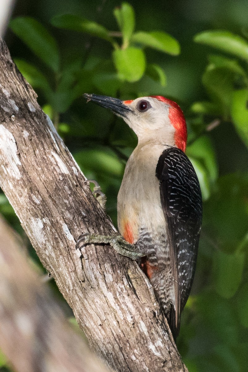 Golden-fronted Woodpecker - ML68552741