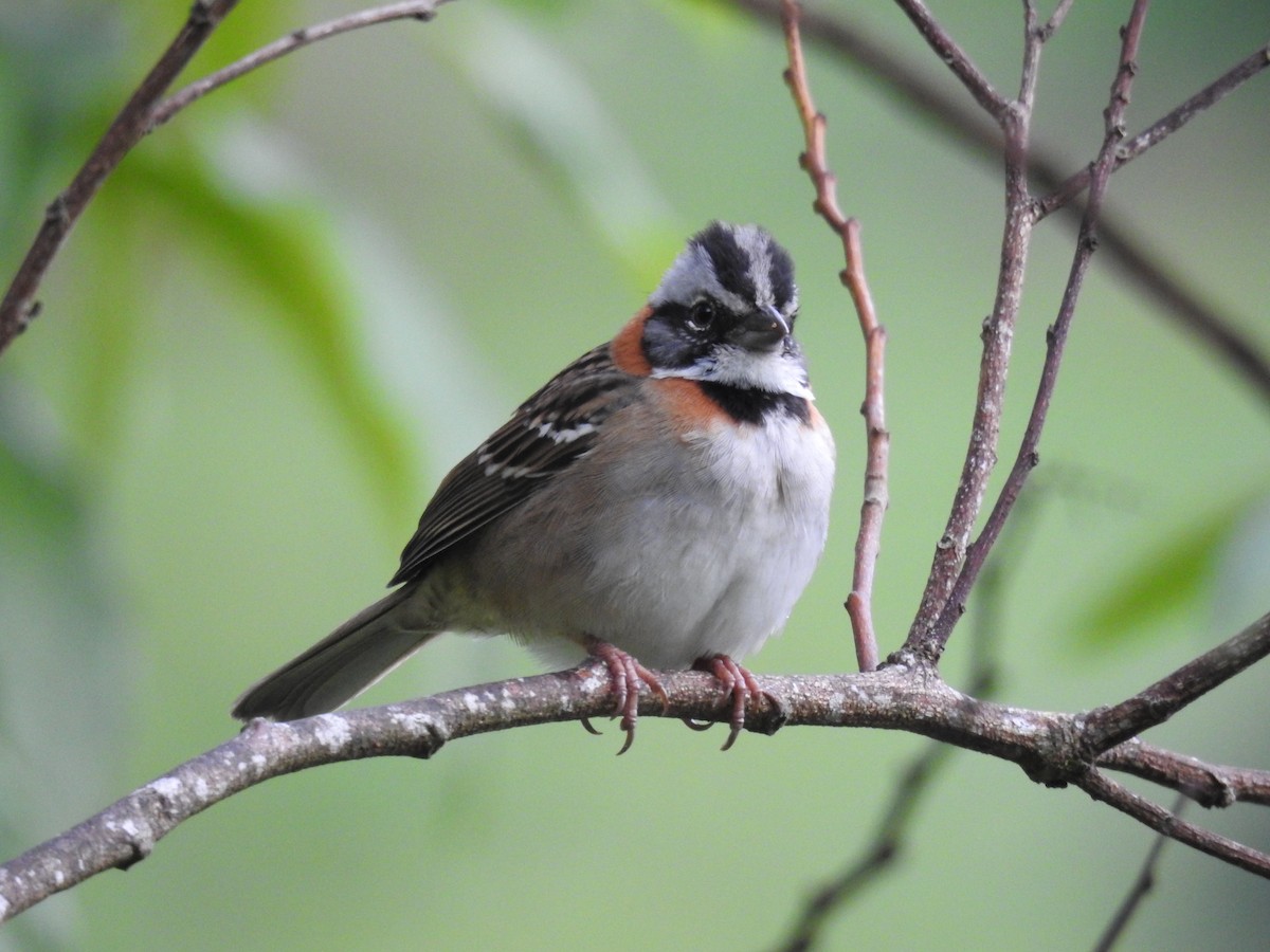 Rufous-collared Sparrow - Sandi Jacques