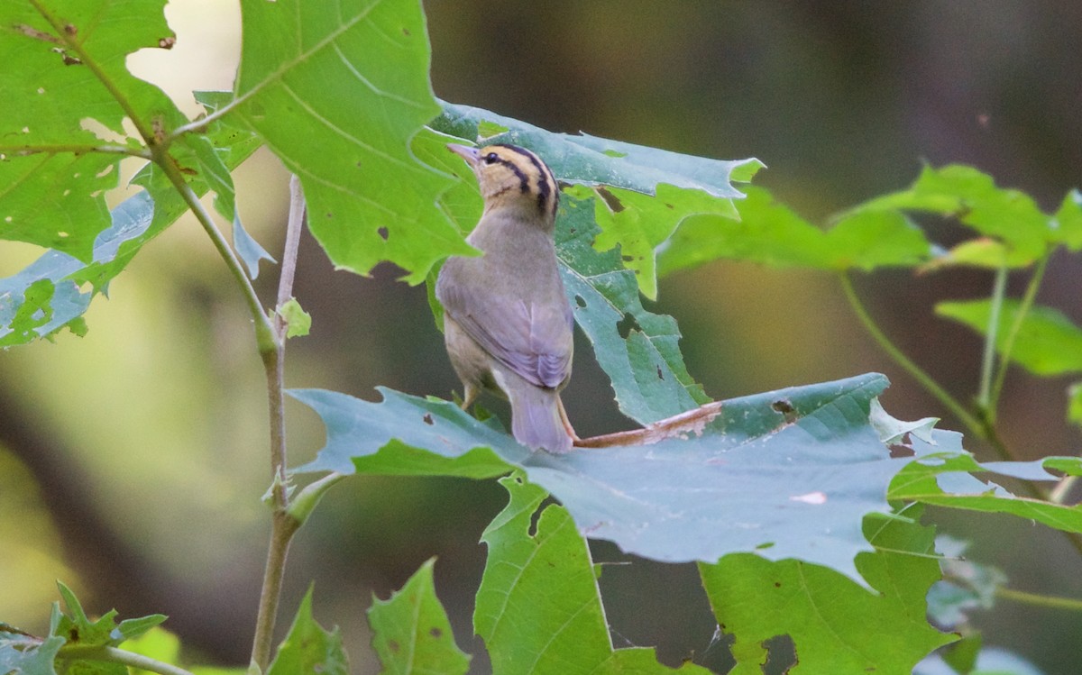 Worm-eating Warbler - Hal Mitchell