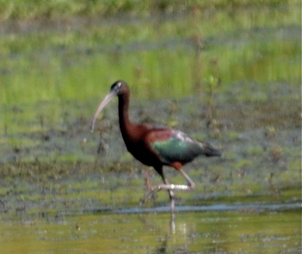 Glossy Ibis - ML68555361