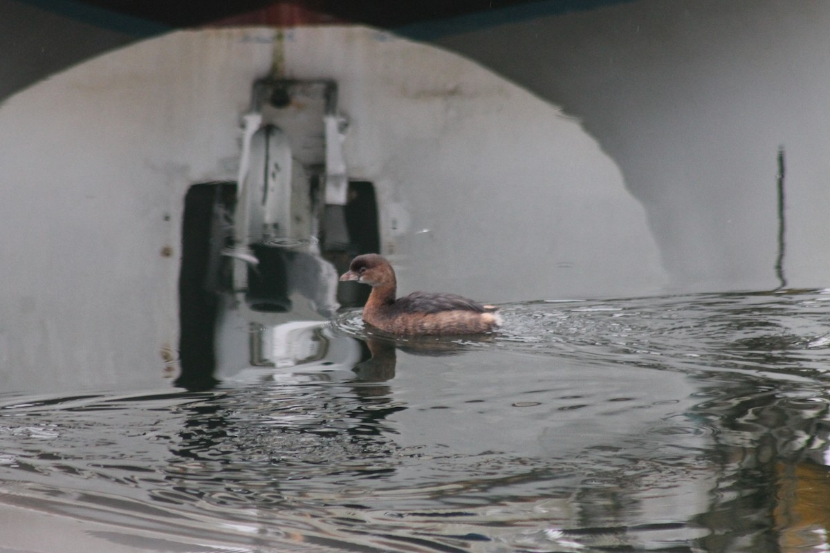 Pied-billed Grebe - ML68555491
