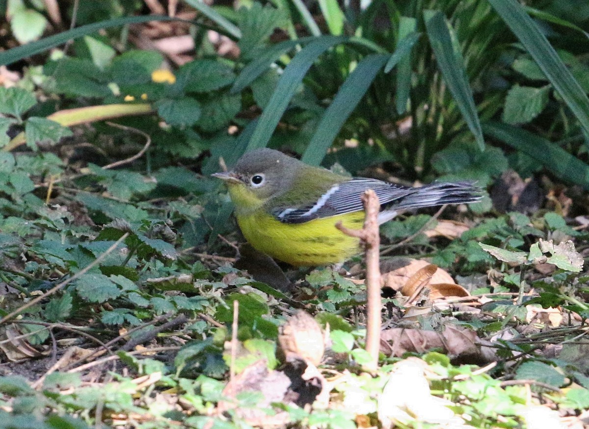 Magnolia Warbler - Laura Goggin