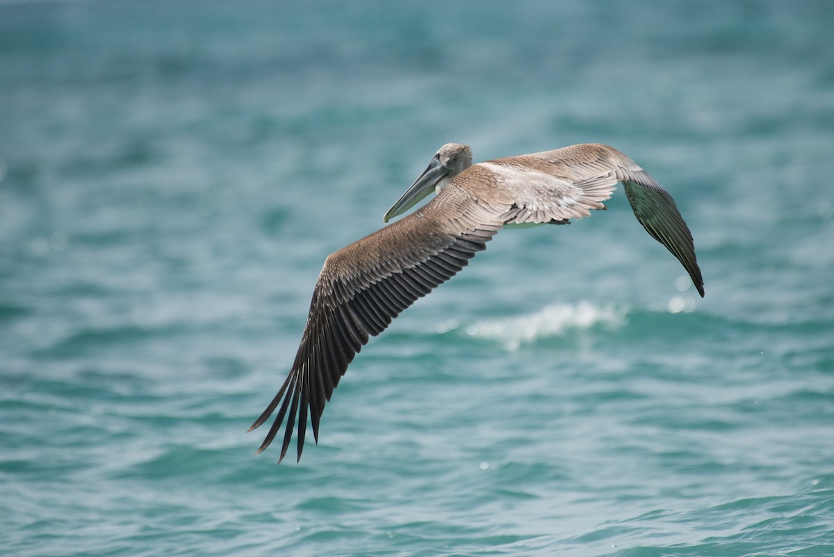 Brown Pelican - ML68557161