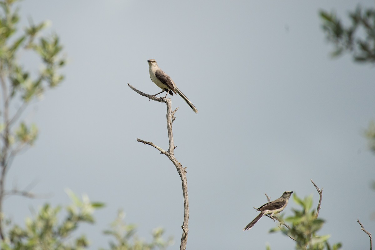 Tropical Mockingbird - ML68557731