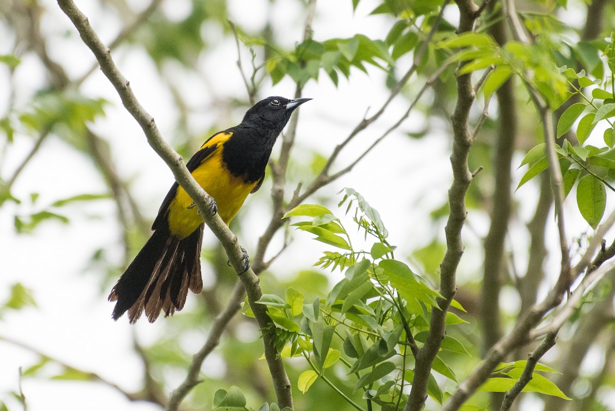 Black-cowled Oriole - ML68560331