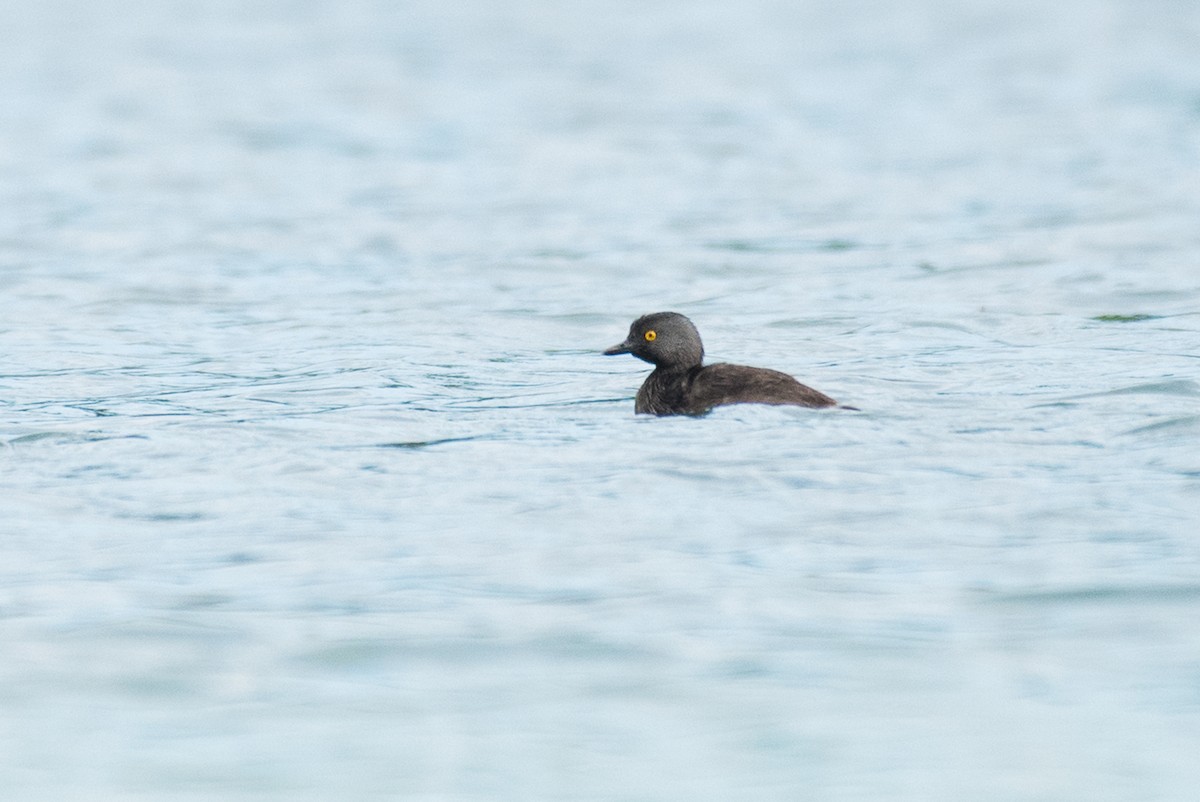 Least Grebe - ML68560411