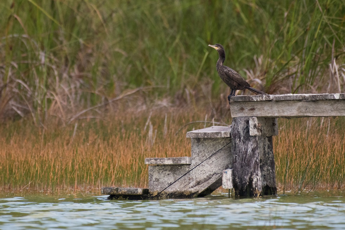 Neotropic Cormorant - ML68560441