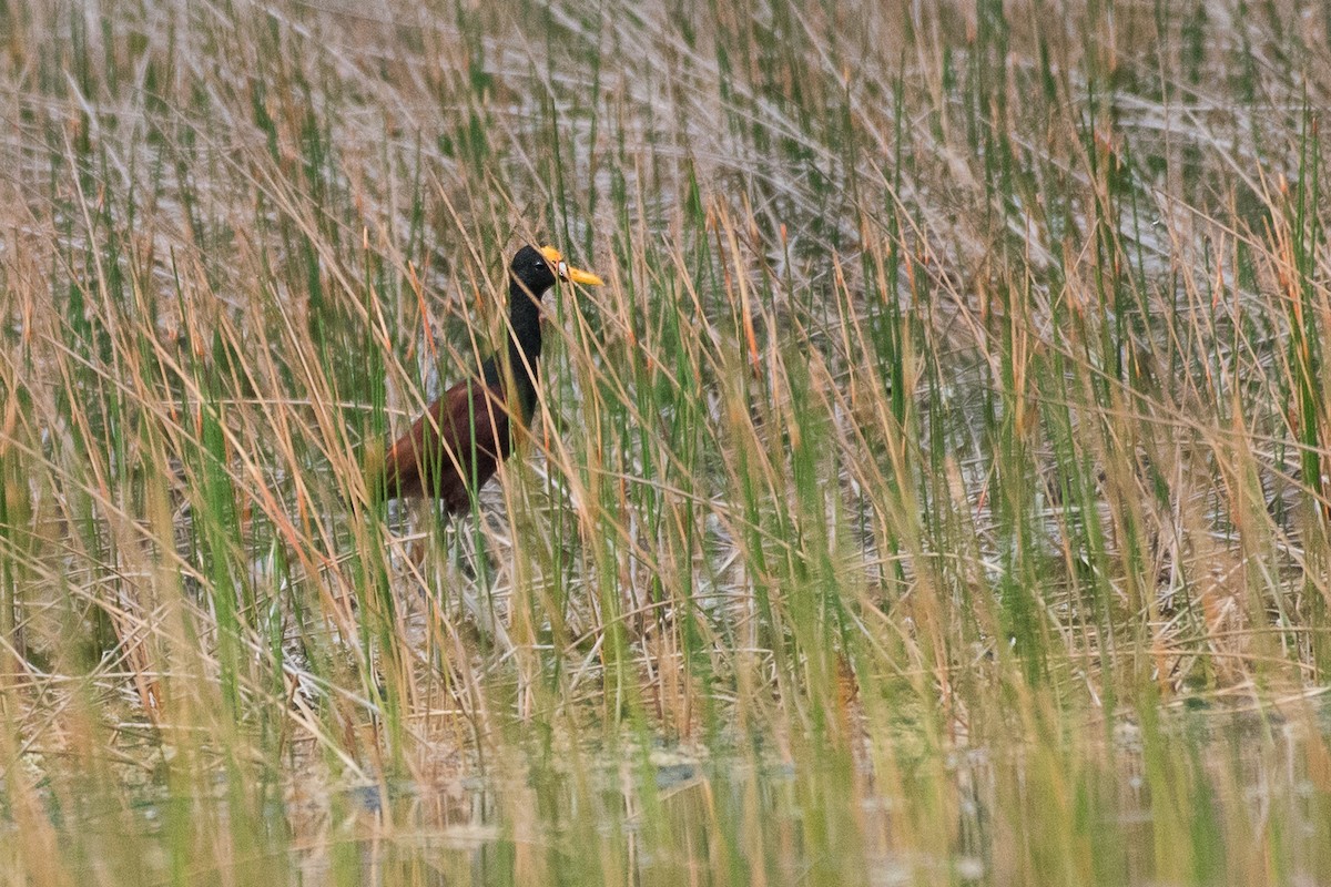 Northern Jacana - ML68560611