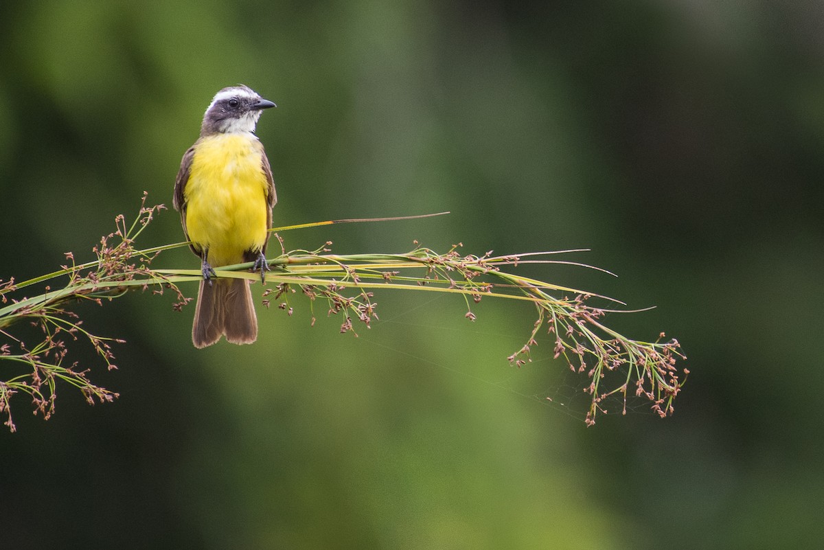 Social Flycatcher - ML68560631