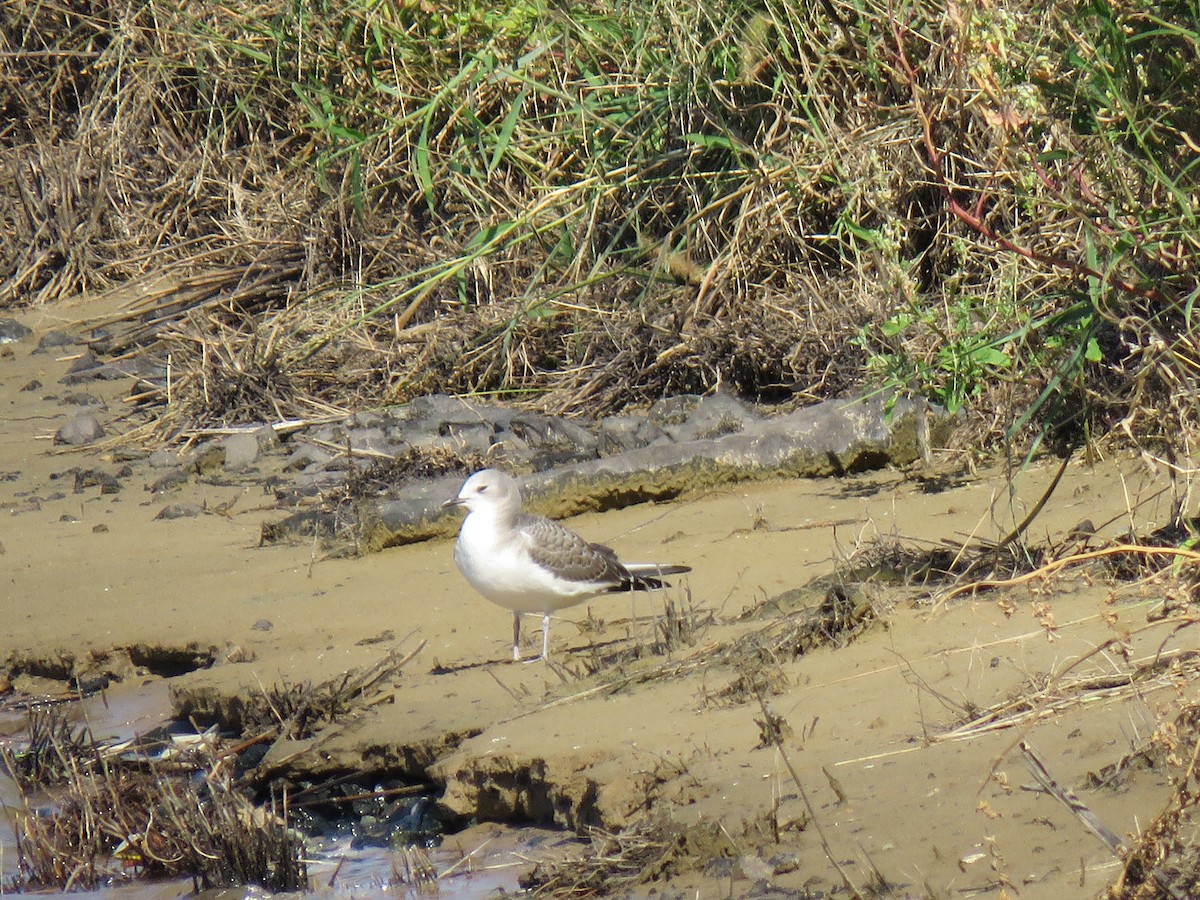 Sabine's Gull - ML68560991