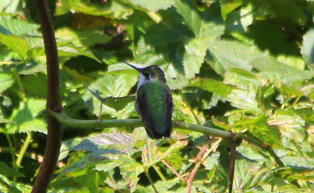 Colibri à gorge rubis - ML68561411