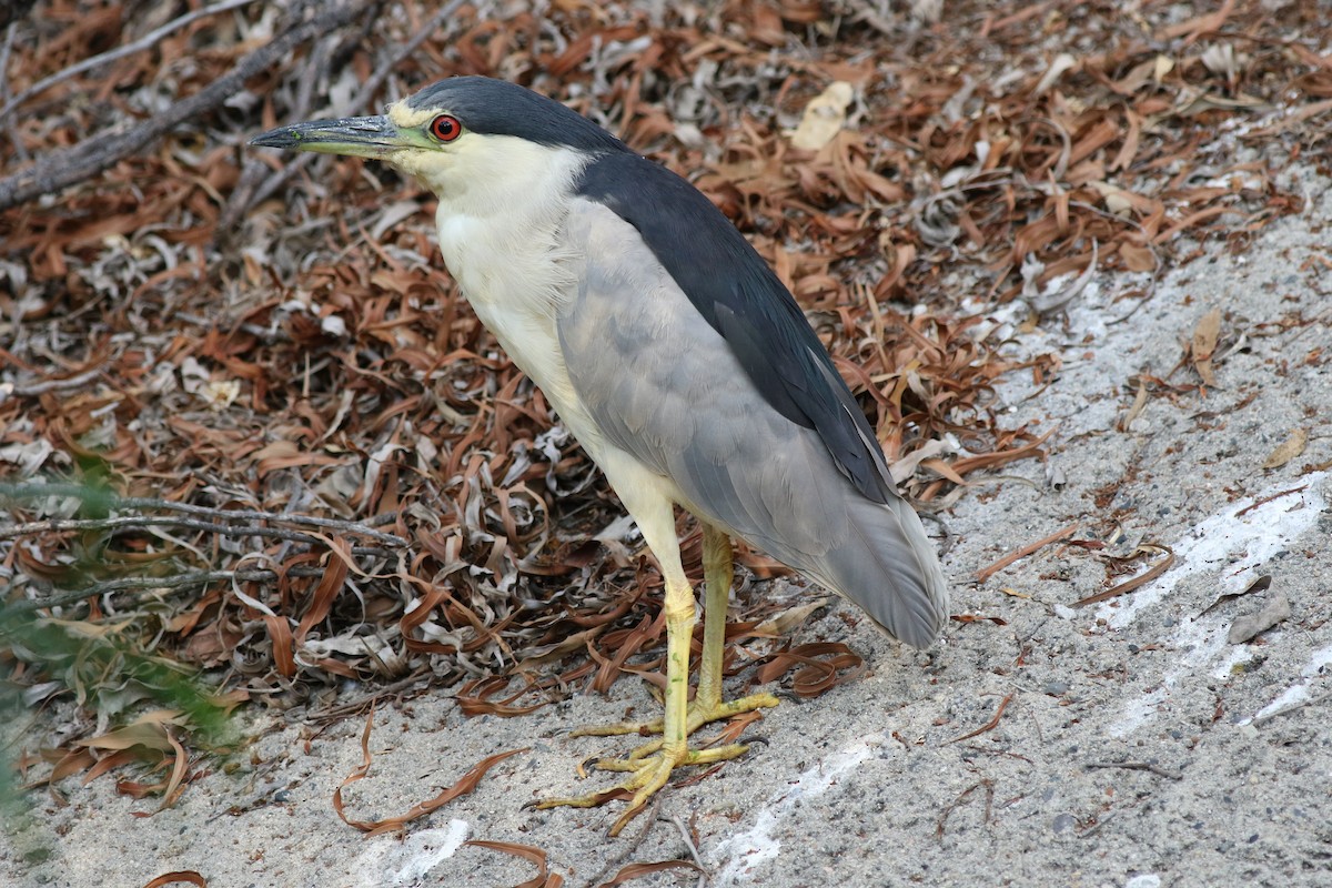 Black-crowned Night Heron - ML68562241