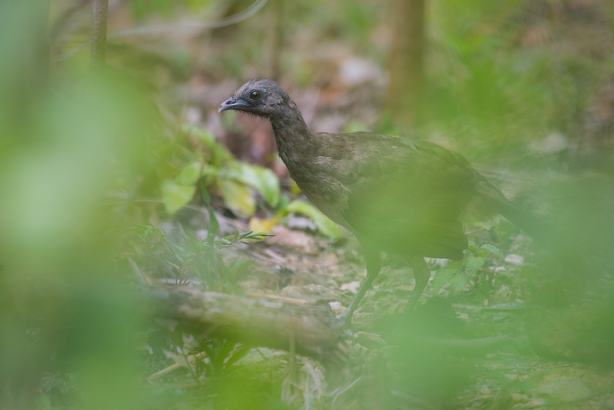 Plain Chachalaca - ML68562311