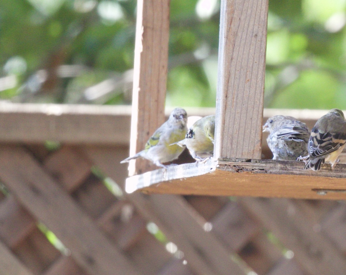 Lawrence's Goldfinch - ML68562381