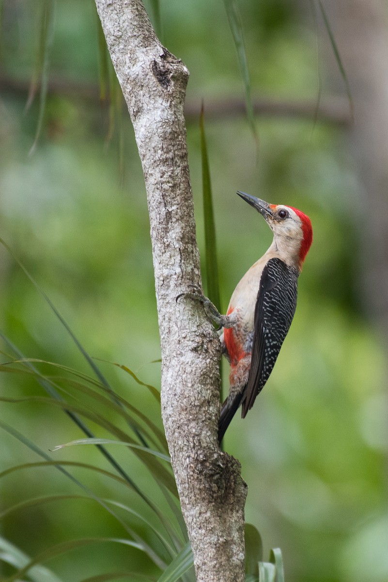 Golden-fronted Woodpecker - ML68562701