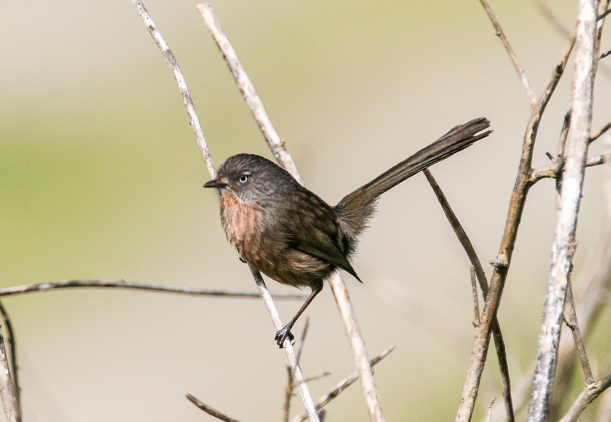 Wrentit - ML68562791