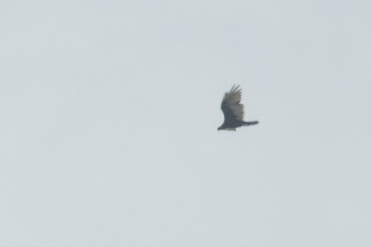 Turkey Vulture - ML68563001