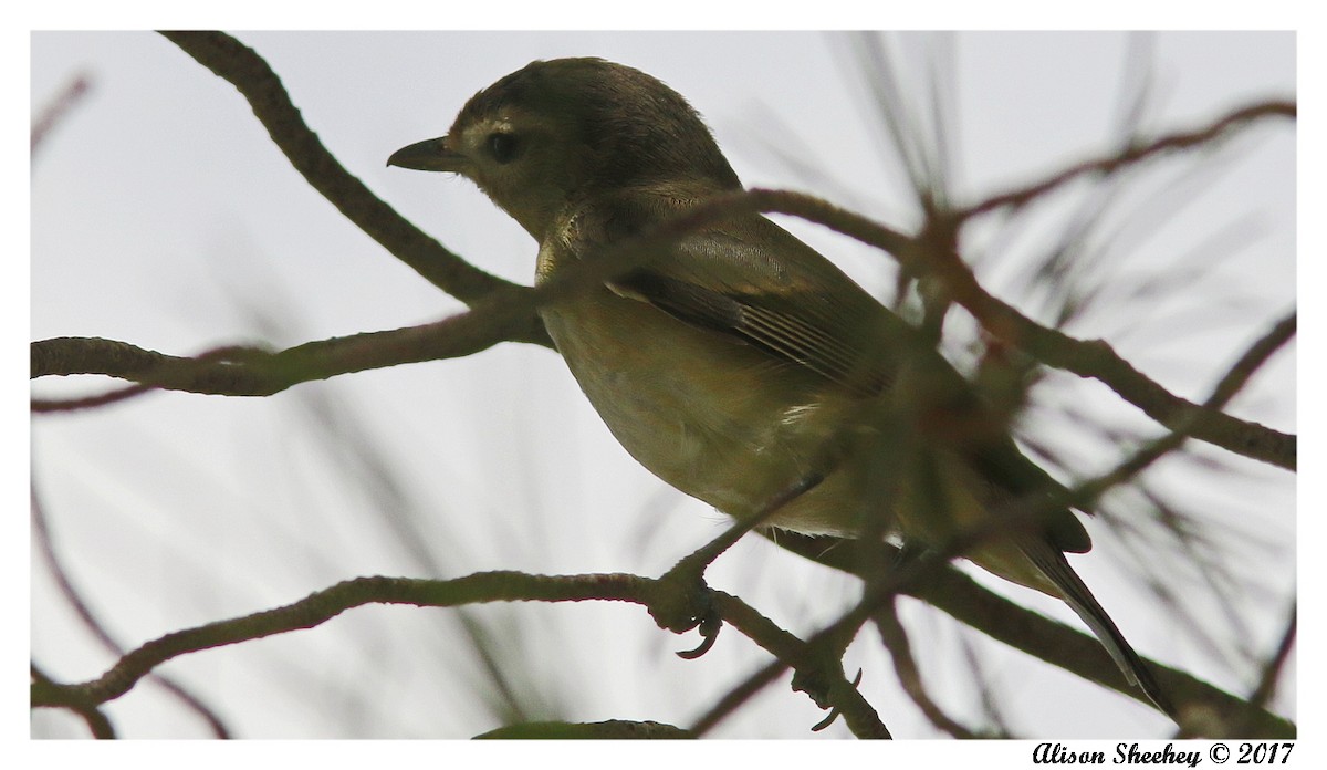 Warbling Vireo - ML68563161