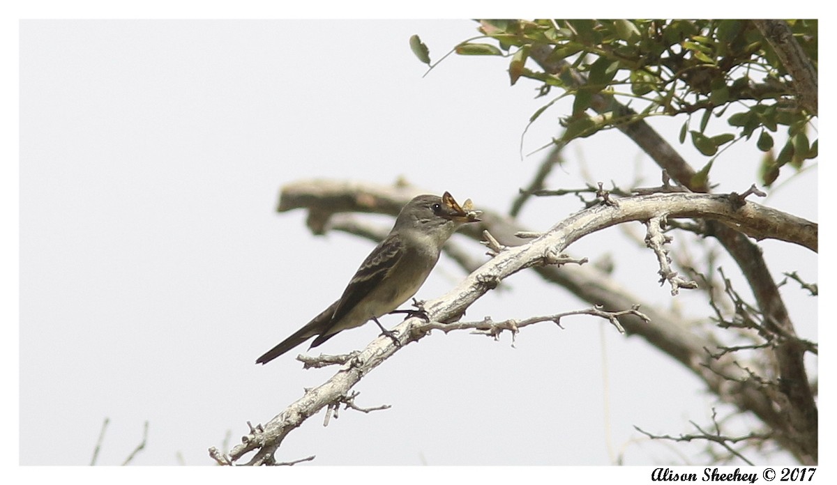 Western Wood-Pewee - ML68563201