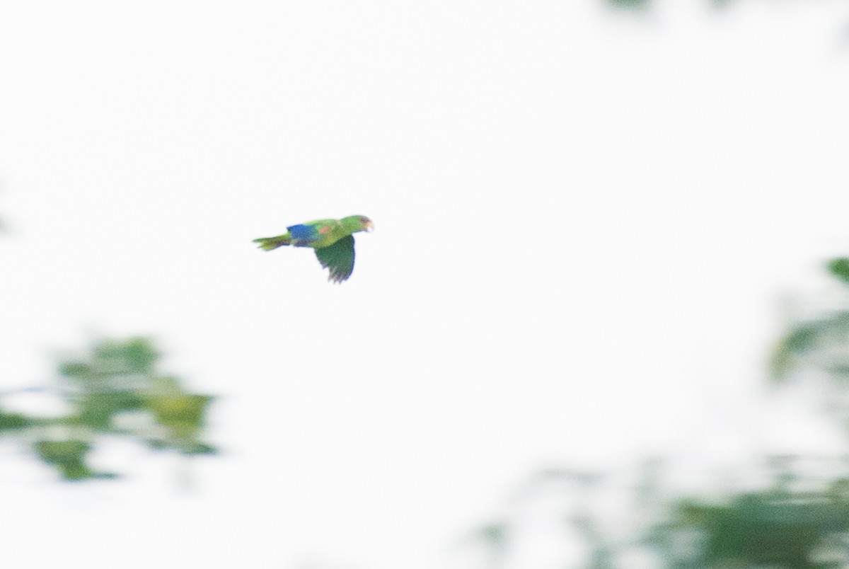 White-fronted Parrot - ML68563511