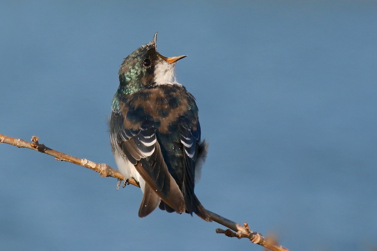 Golondrina Bicolor - ML68564651