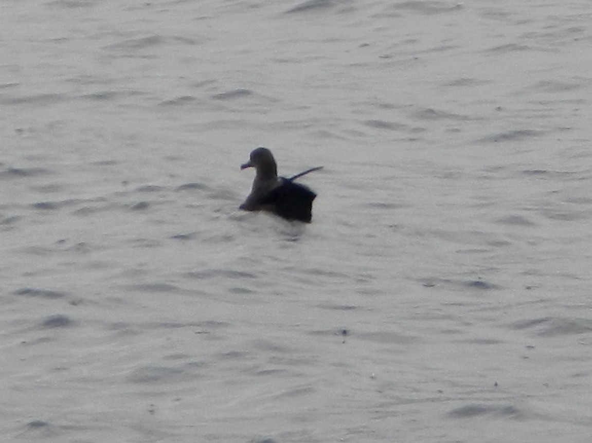 Sooty Shearwater - Carolyn Wilcox