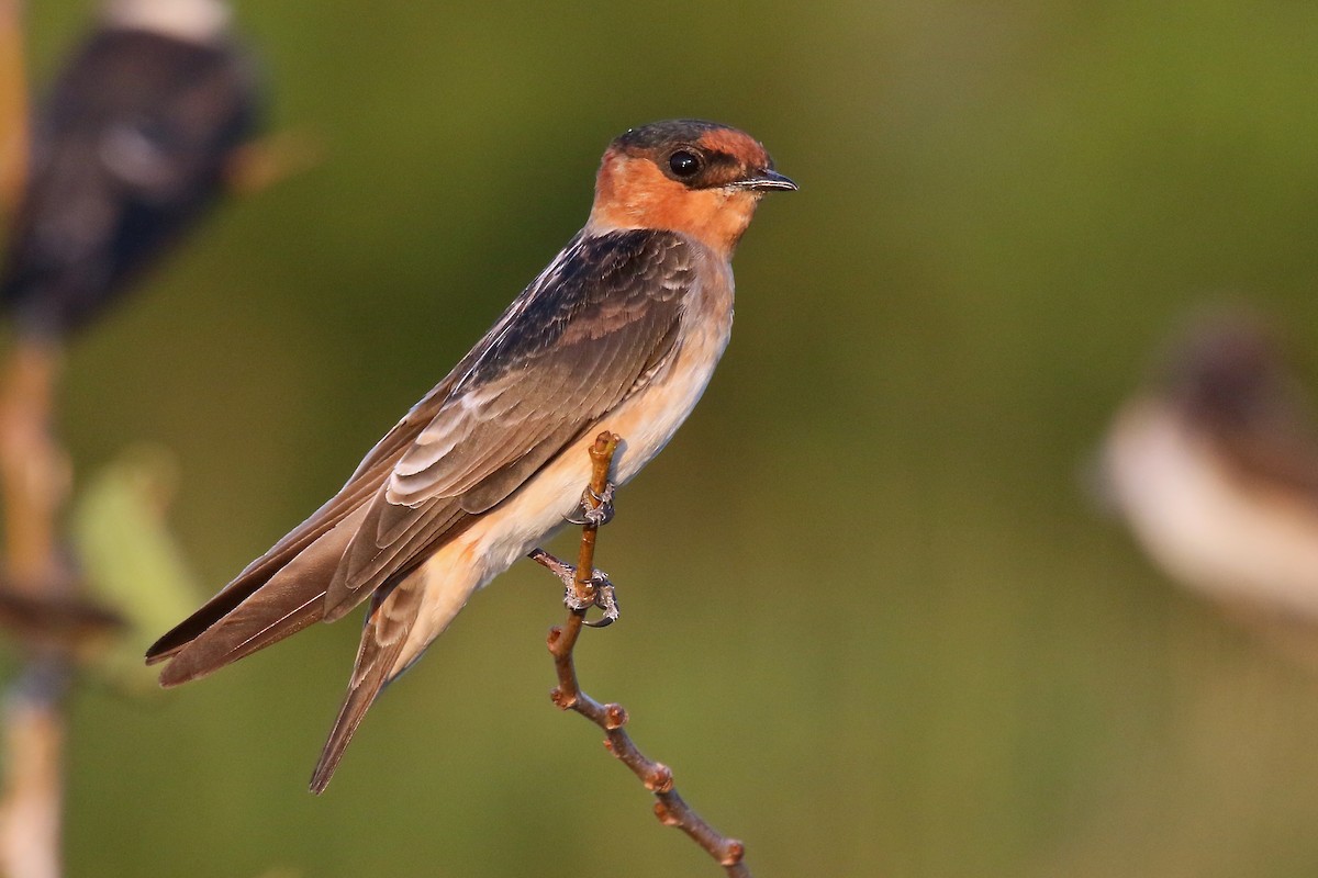 Golondrina Pueblera - ML68564731