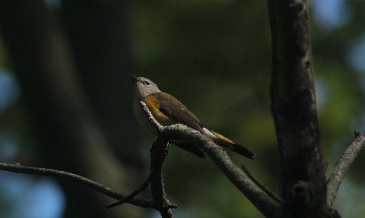 Пісняр горихвістковий - ML68565321