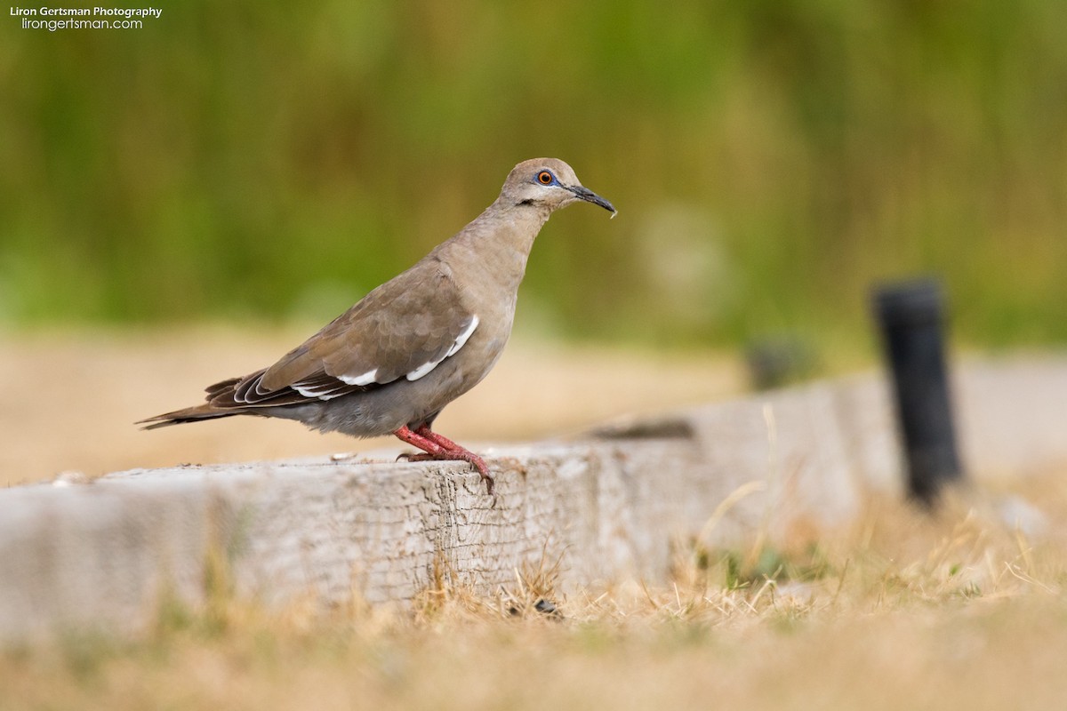 White-winged Dove - ML68565481