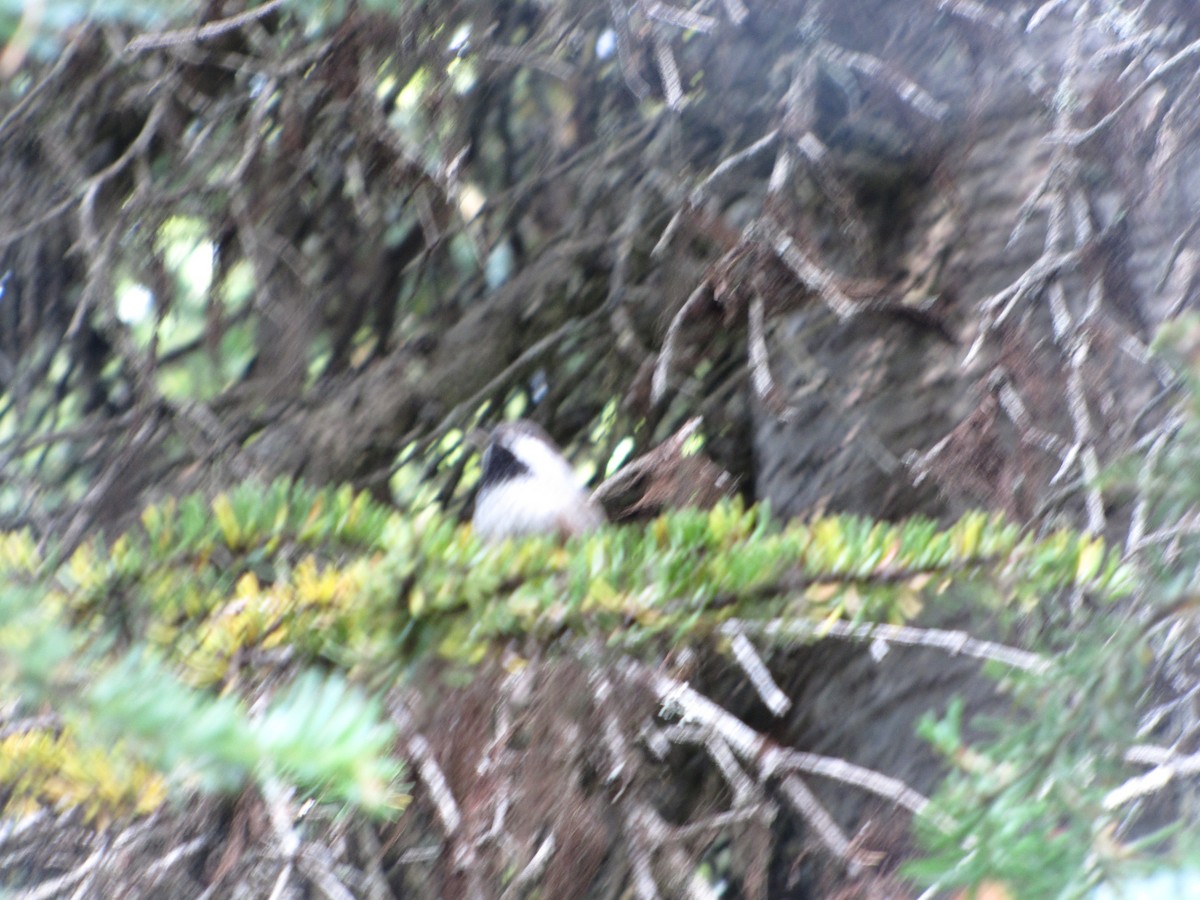 Boreal Chickadee - ML68565791