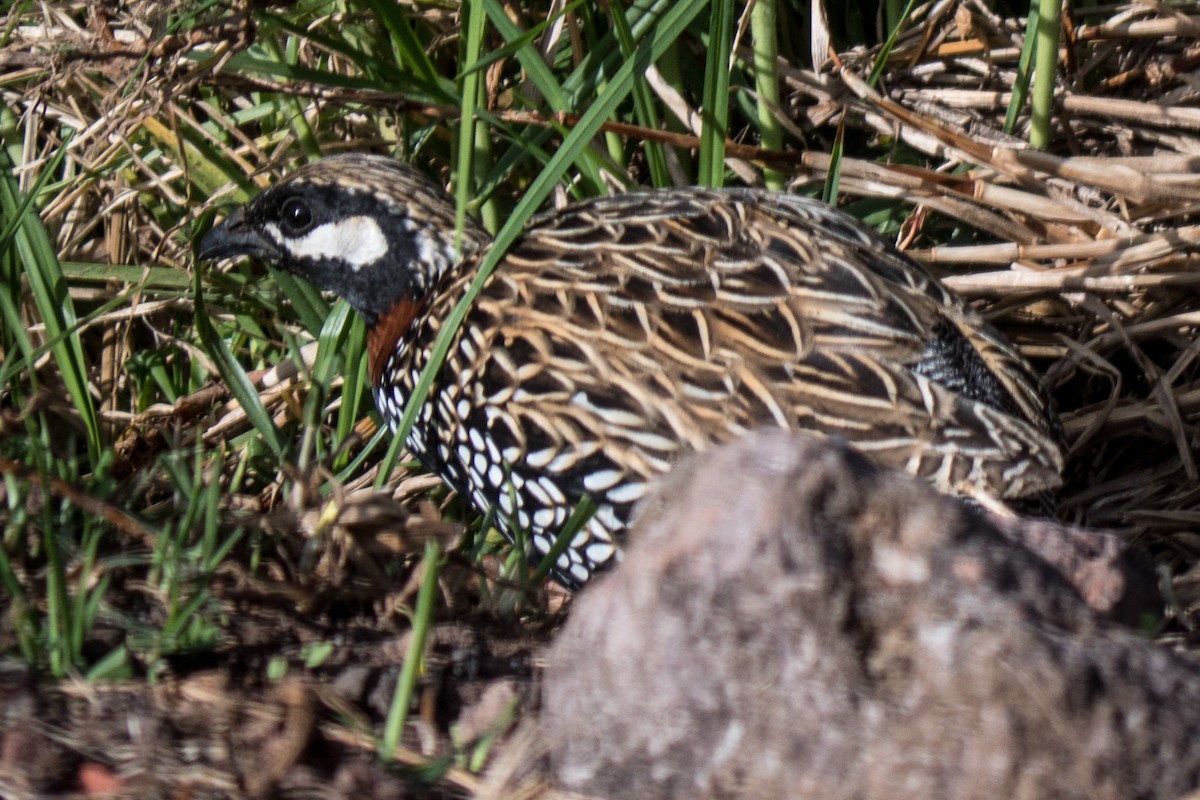 Black Francolin - Grace Oliver