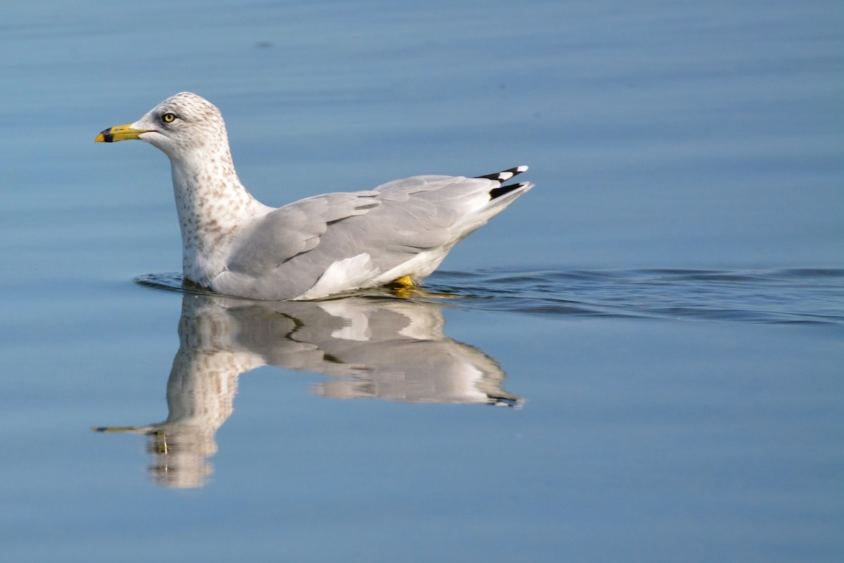 Ring-billed Gull - ML68567281