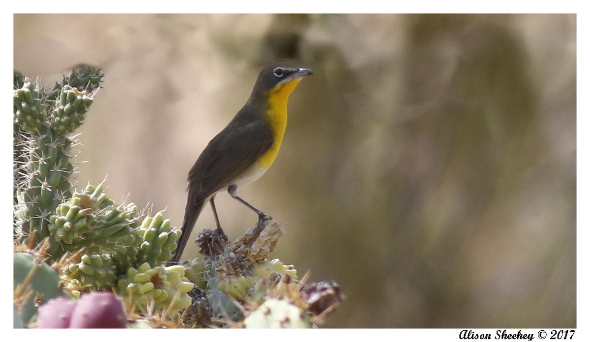 Yellow-breasted Chat - ML68567611