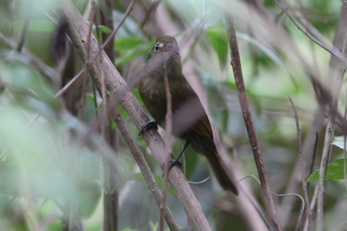 Greenish Schiffornis - Michael Todd
