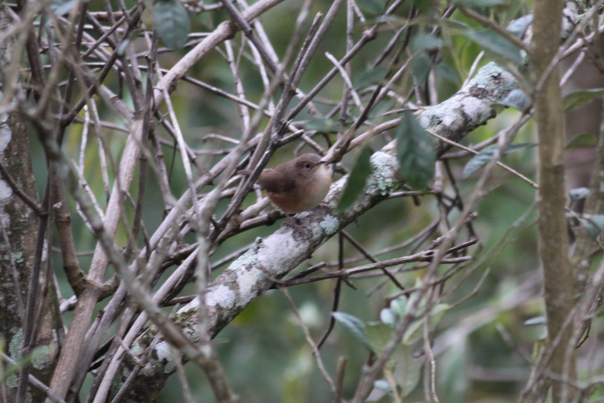 House Wren - Michael Todd