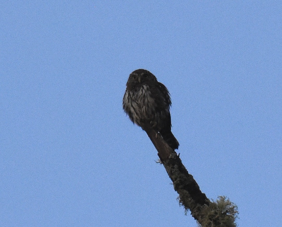 Northern Pygmy-Owl (Pacific) - Jason Vassallo