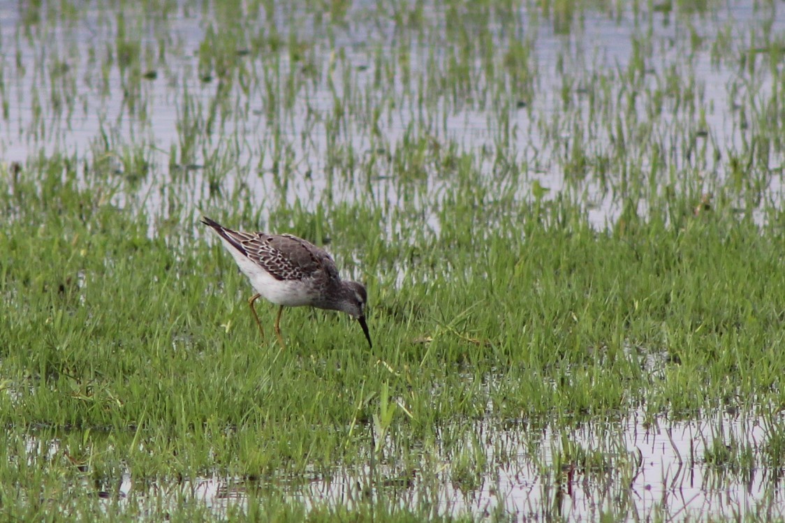 Stilt Sandpiper - Juan Arrieta