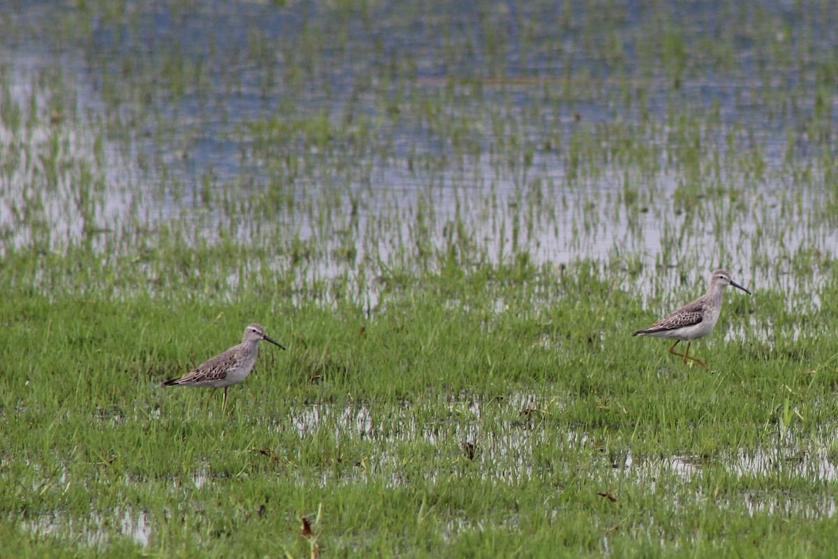 Stilt Sandpiper - ML68571091