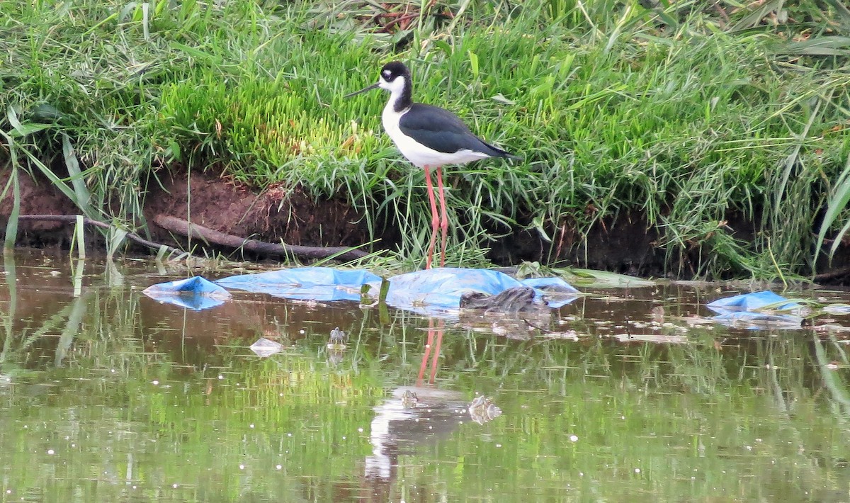 Black-necked Stilt - ML68572261