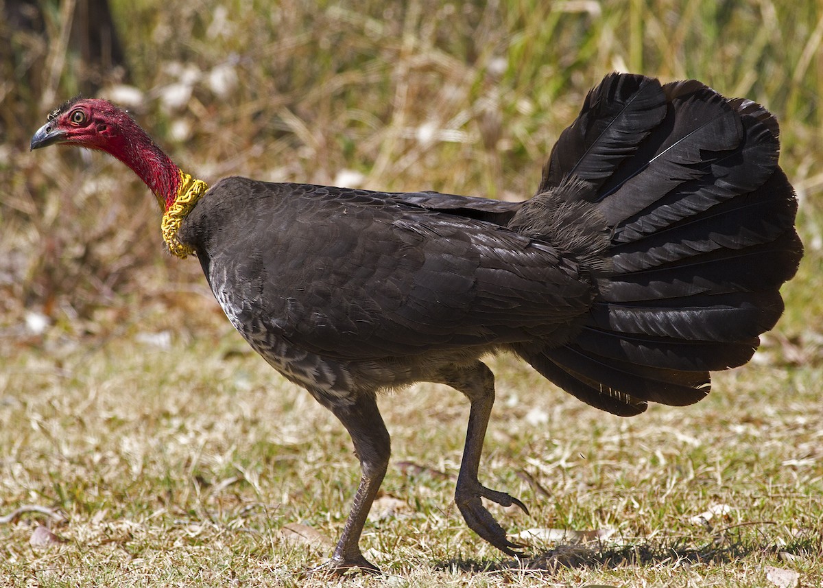 Australian Brushturkey - ML68572501