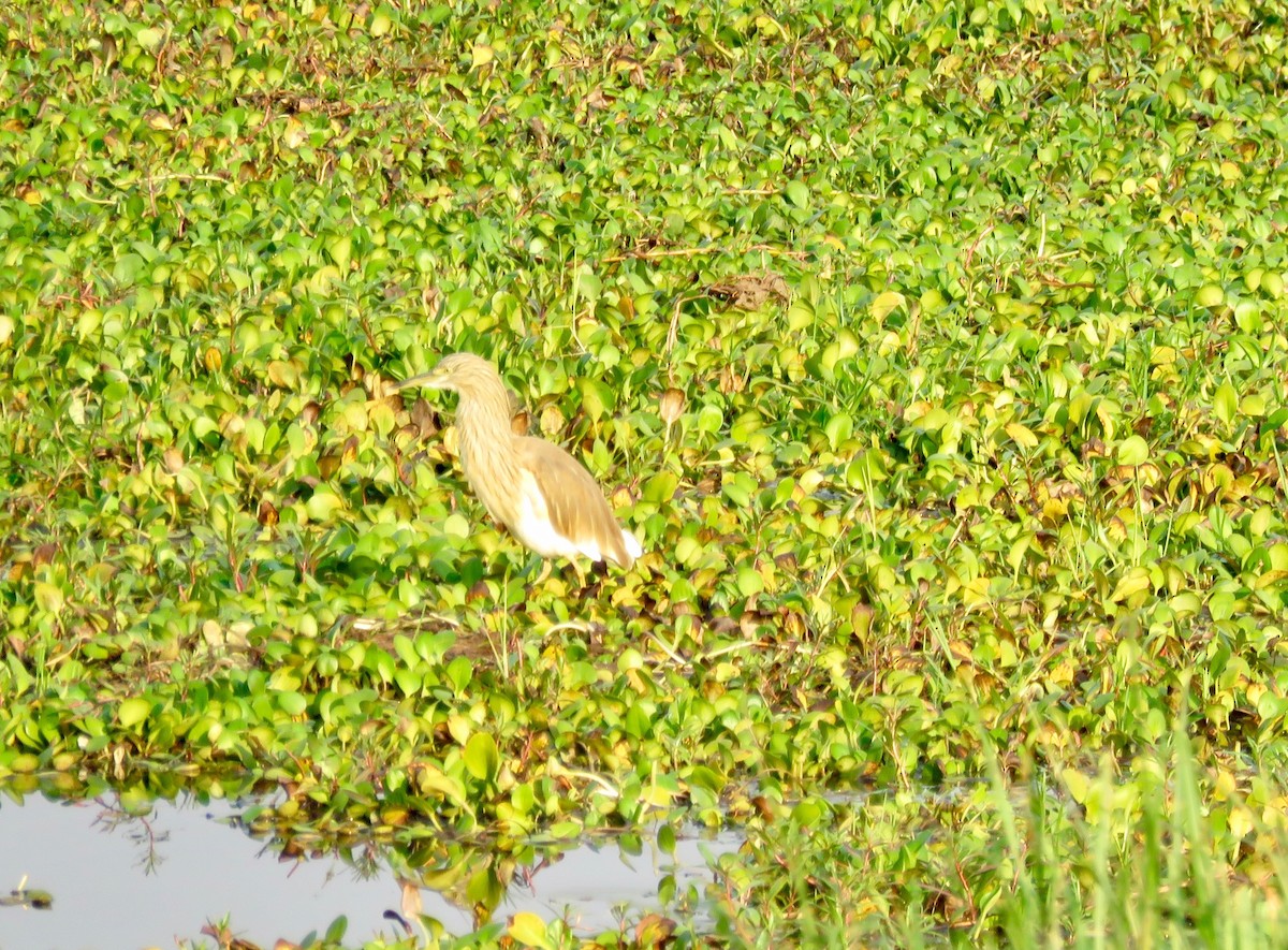 Squacco Heron - ML68573751