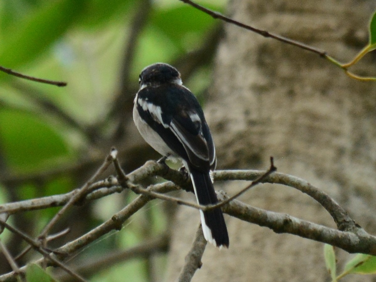 Bar-winged Flycatcher-shrike - ML68574121